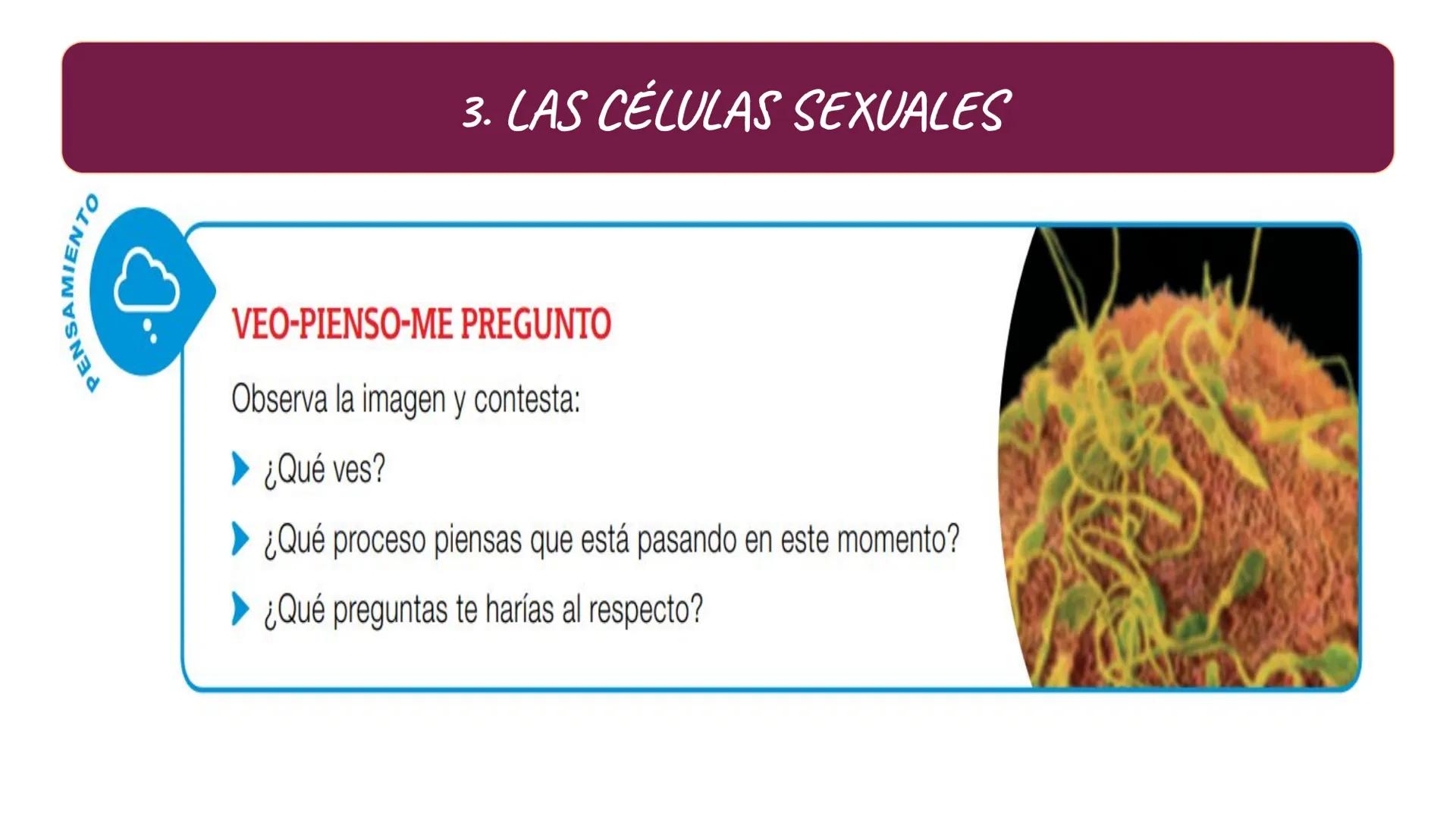 # SA. 6 LA FUNCIÓN DE REPRODUCCIÓN # 1. LAS CARACTERÍSTICAS SEXUALES
LOS CARACTERES SEXUALES
PRIMARIOS
SECUNDARIOS
ÓRGANOS DEL
APARATO
C