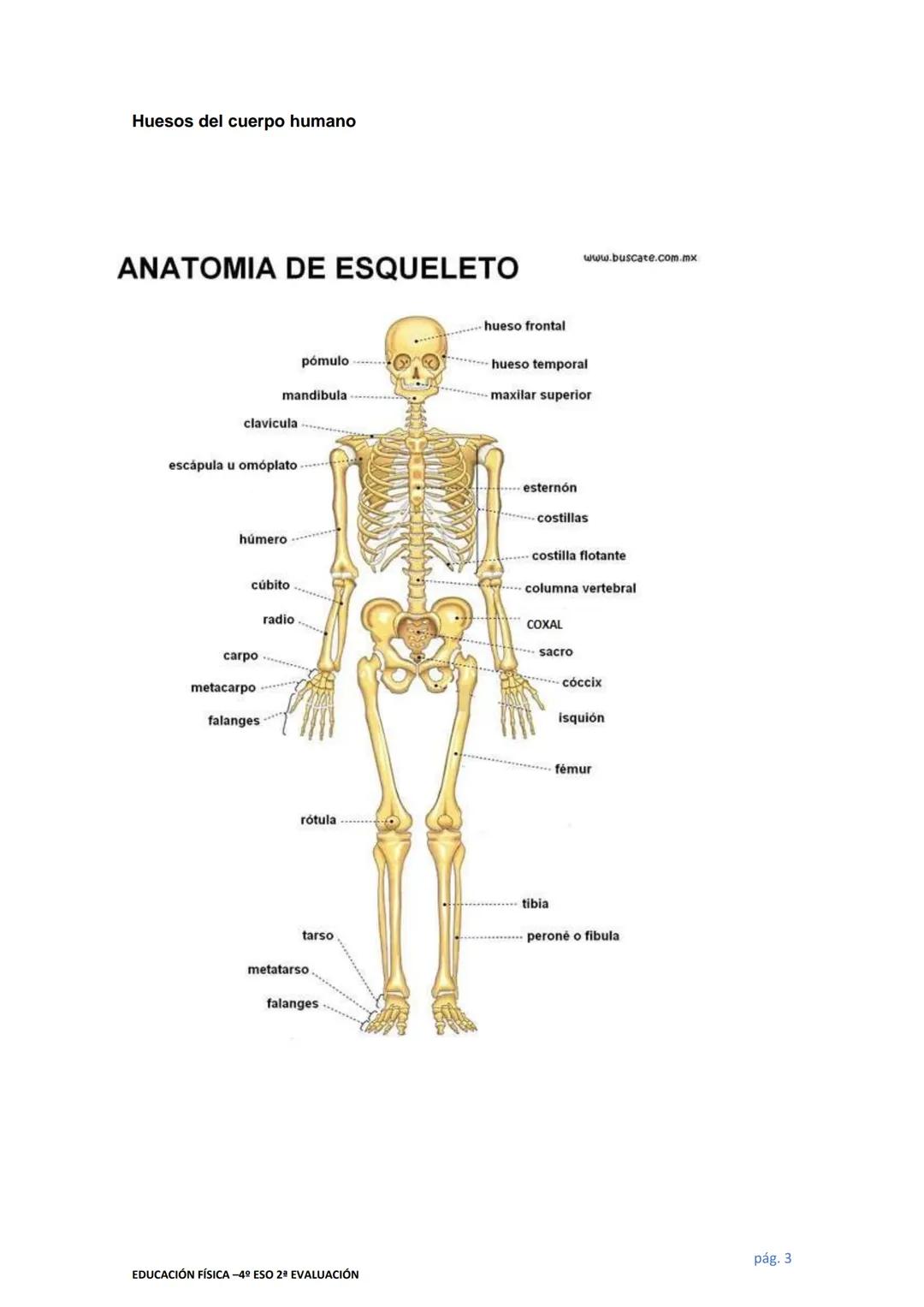 # EDUCACIÓN FÍSICA
# EL APARATO LOCOMOTOR
El sistema locomotor sostiene el cuerpo y nos permite movernos. Comprende músculos, huesos
y art