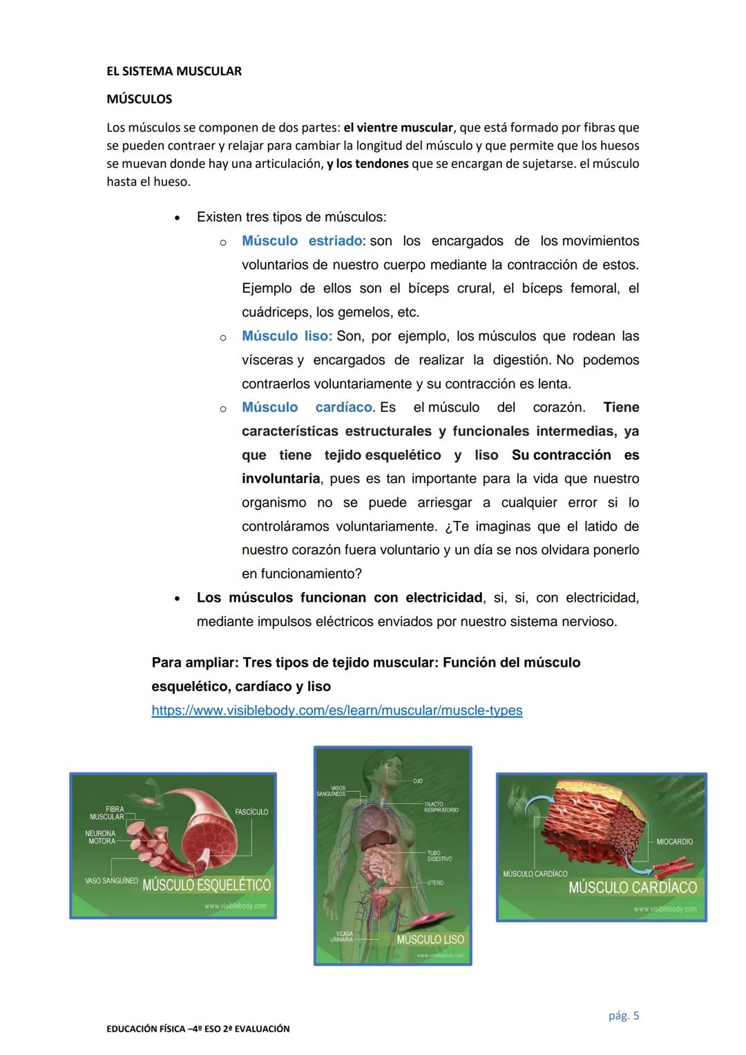 # EDUCACIÓN FÍSICA
# EL APARATO LOCOMOTOR
El sistema locomotor sostiene el cuerpo y nos permite movernos. Comprende músculos, huesos
y art