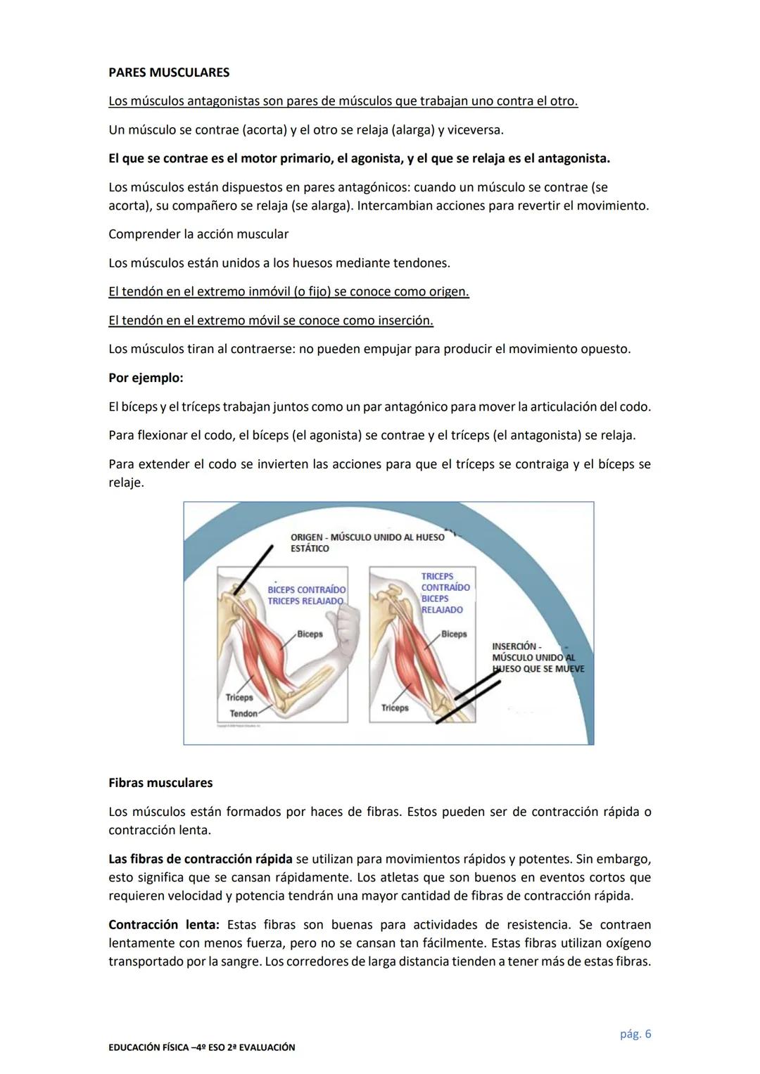 # EDUCACIÓN FÍSICA
# EL APARATO LOCOMOTOR
El sistema locomotor sostiene el cuerpo y nos permite movernos. Comprende músculos, huesos
y art