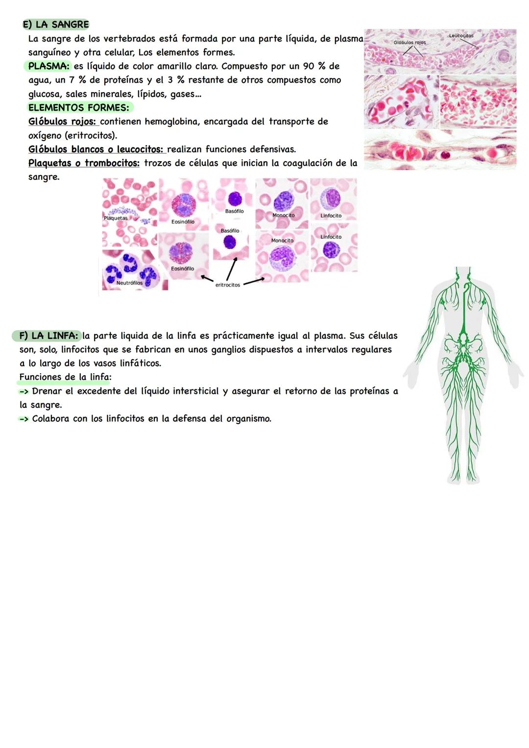 BIOLOGÍA # NIVELES DE ORGANIZACIÓN
Organismo unicelular: todas las funciones vitales corren a cargo de su única célula constituyente.
Organ