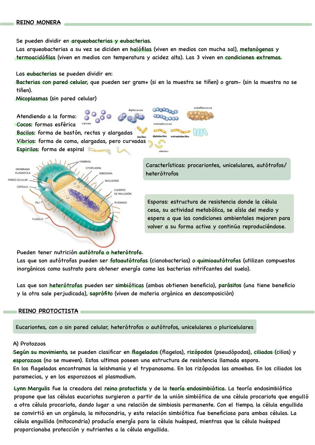 BIOLOGÍA # NIVELES DE ORGANIZACIÓN
Organismo unicelular: todas las funciones vitales corren a cargo de su única célula constituyente.
Organ