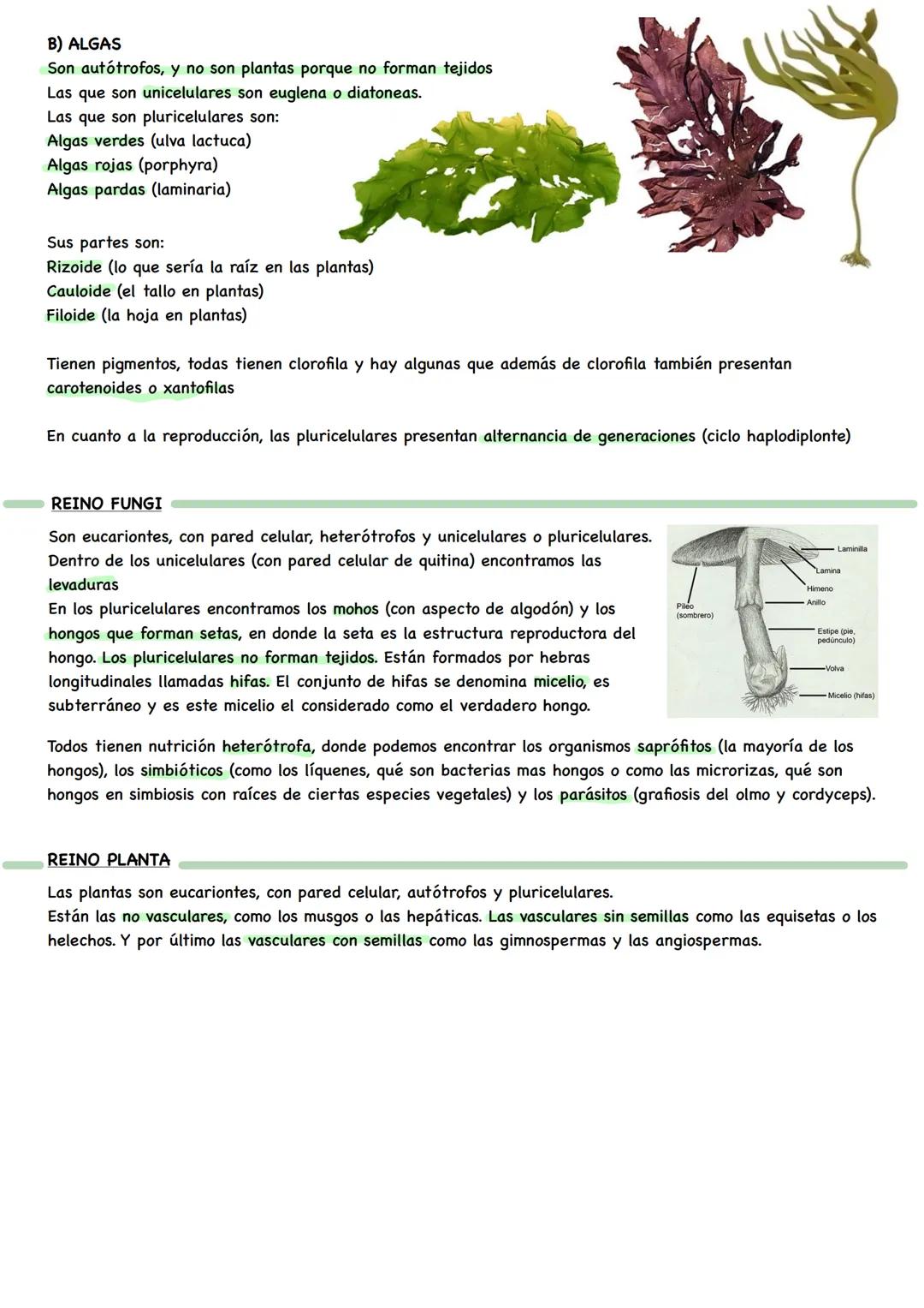 BIOLOGÍA # NIVELES DE ORGANIZACIÓN
Organismo unicelular: todas las funciones vitales corren a cargo de su única célula constituyente.
Organ