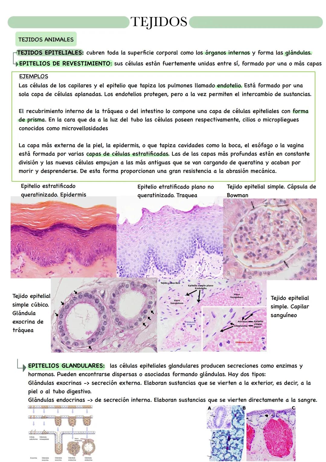 BIOLOGÍA # NIVELES DE ORGANIZACIÓN
Organismo unicelular: todas las funciones vitales corren a cargo de su única célula constituyente.
Organ