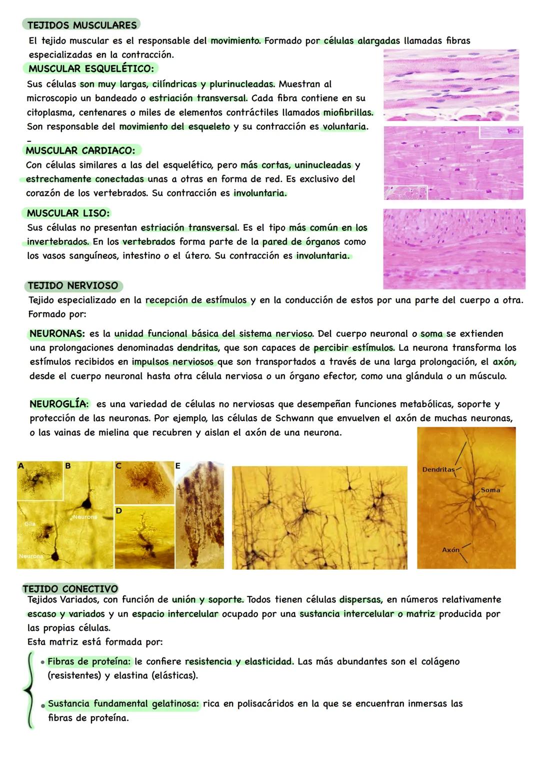 BIOLOGÍA # NIVELES DE ORGANIZACIÓN
Organismo unicelular: todas las funciones vitales corren a cargo de su única célula constituyente.
Organ