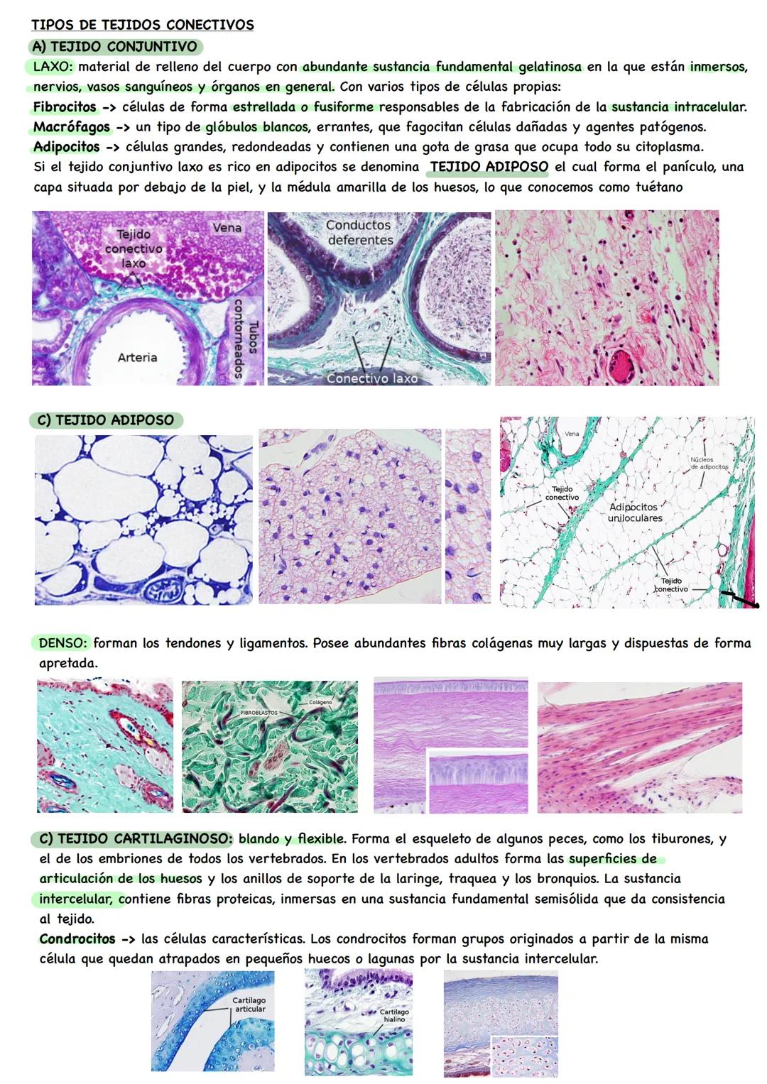 BIOLOGÍA # NIVELES DE ORGANIZACIÓN
Organismo unicelular: todas las funciones vitales corren a cargo de su única célula constituyente.
Organ