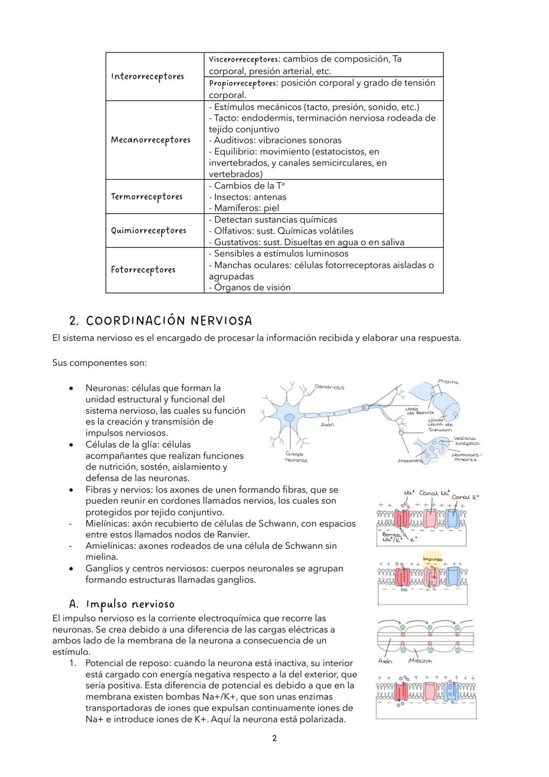 # TEMA 12: LA RELACIÓN DE LOS ANIMALES
VOCABULARIO
*   Diferencia de potencial: diferencia de cargas a ambos lados de una membrana.
*   Bo