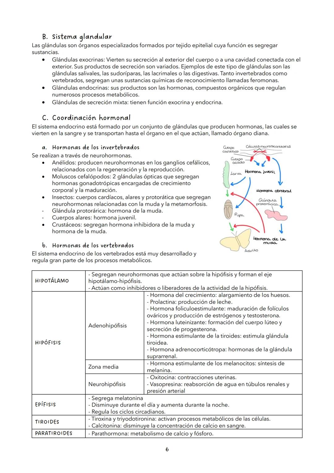 # TEMA 12: LA RELACIÓN DE LOS ANIMALES
VOCABULARIO
*   Diferencia de potencial: diferencia de cargas a ambos lados de una membrana.
*   Bo