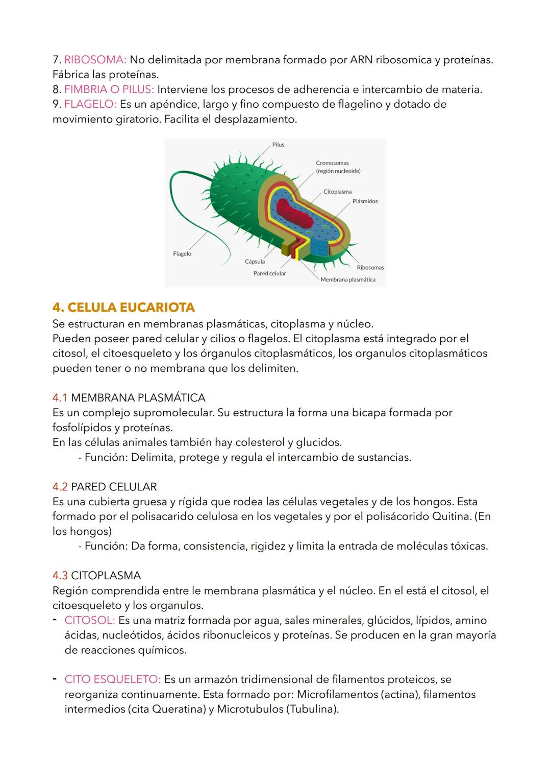 # TEMA 1 BIOLOGIA
## 1. NIVELES DE ORGANIZACIÓN DE LA MATERIA VIVA
LA MATERIA
Se organiza en una serie de niveles sucesivos cuyo grado de