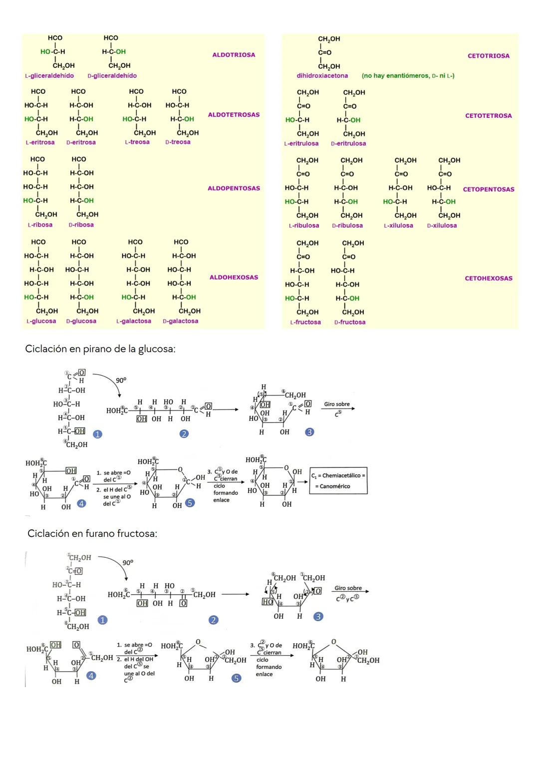 # GLÚCIDOS
Introducción
Los glúcidos son moléculas orgánicas formadas por C, Hy O aunque algunos derivados pueden contener N,
Py S. La may
