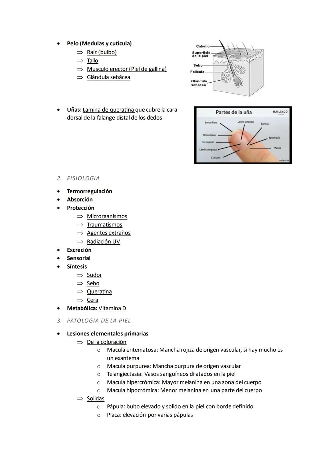 # TEMA 2 HIGIENE DEL MEDIO HOSPITALARIO
1. ΑΝΑΤΟΜΙΑ
* Epidermis
* ⇒ Estrato corneo
* Capa más superficial, células como