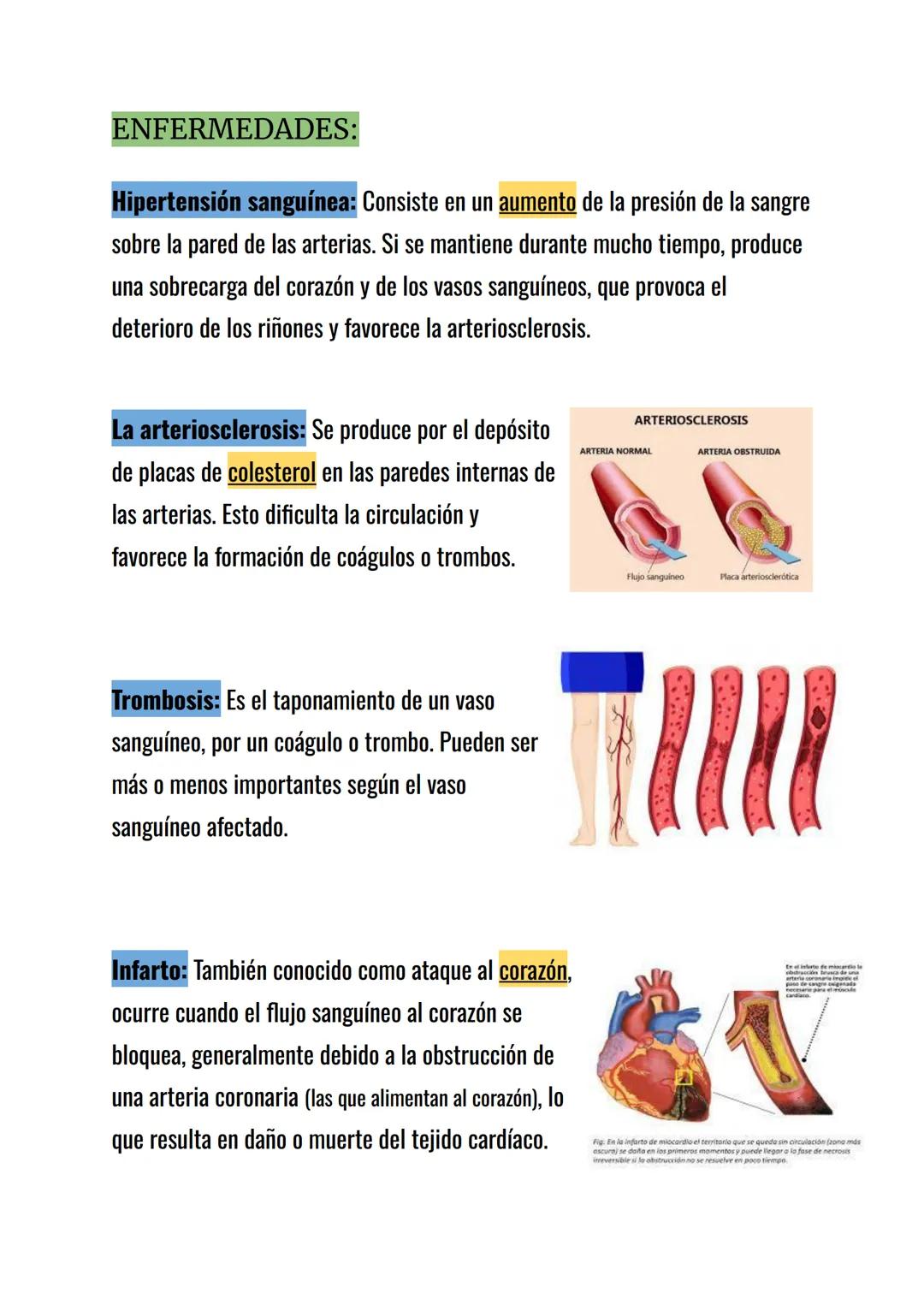 FUNCIÓN:
La función del aparato circulatorio es transportar los nutrientes y el oxígeno a
todas las células del cuerpo y retirar de ellas la