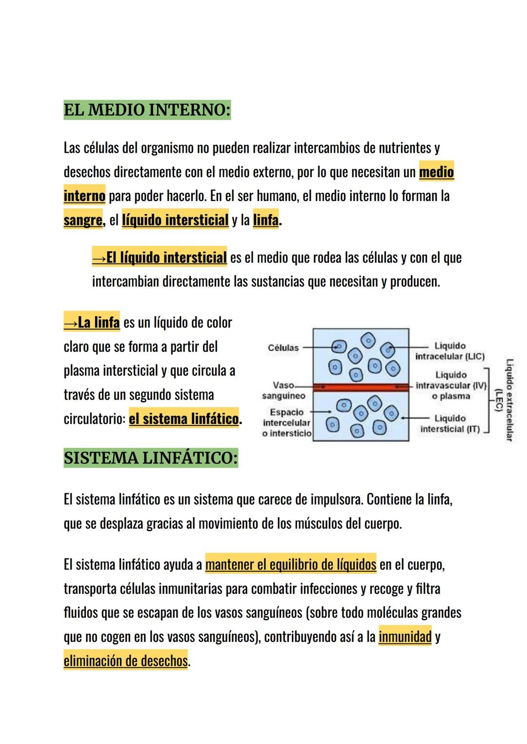 FUNCIÓN:
La función del aparato circulatorio es transportar los nutrientes y el oxígeno a
todas las células del cuerpo y retirar de ellas la