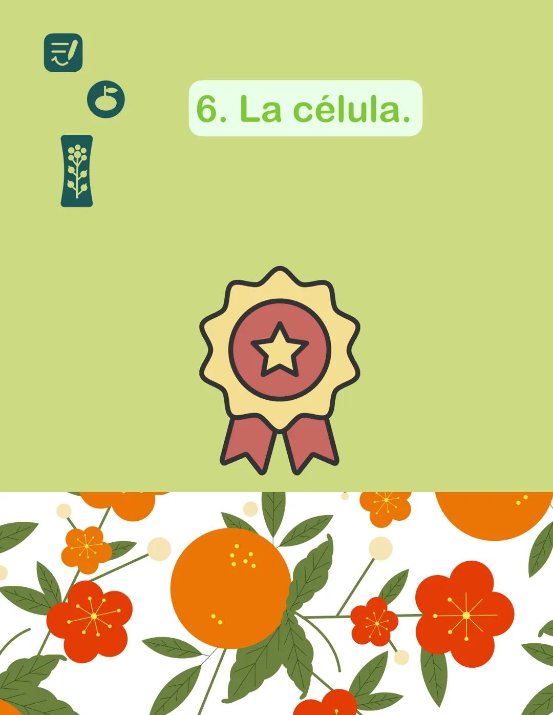 6. La célula. Modelos de organización celular.
Procariota
1-10 micras.
Membrana celular.
Pared celular.
Organización sencilla.
ADN nucleoi