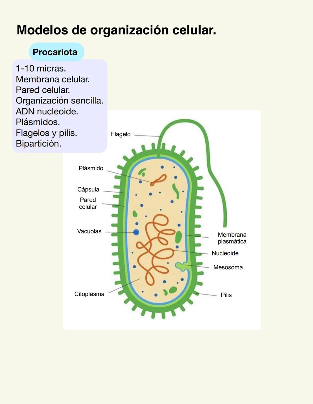 6. La célula. Modelos de organización celular.
Procariota
1-10 micras.
Membrana celular.
Pared celular.
Organización sencilla.
ADN nucleoi