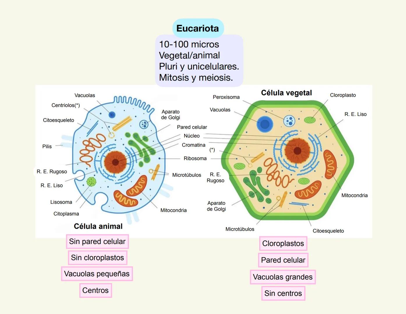6. La célula. Modelos de organización celular.
Procariota
1-10 micras.
Membrana celular.
Pared celular.
Organización sencilla.
ADN nucleoi