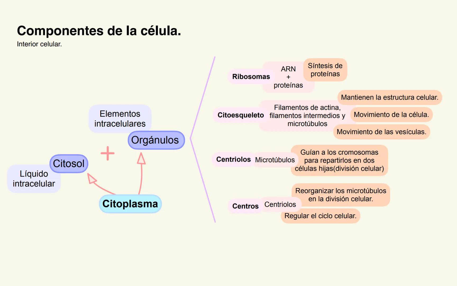 6. La célula. Modelos de organización celular.
Procariota
1-10 micras.
Membrana celular.
Pared celular.
Organización sencilla.
ADN nucleoi