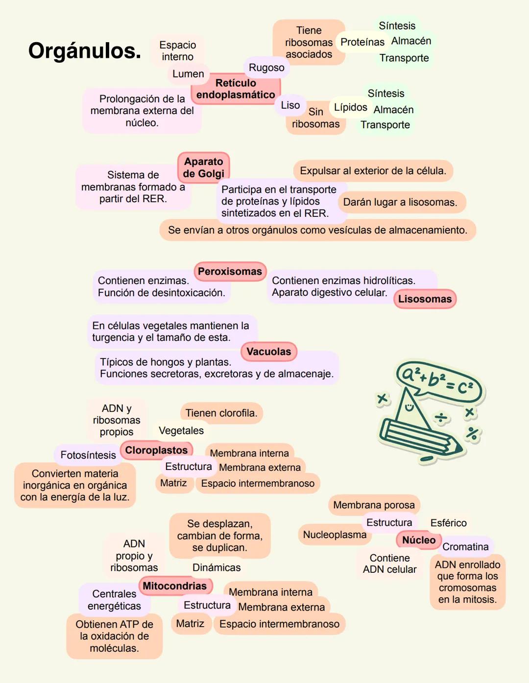 6. La célula. Modelos de organización celular.
Procariota
1-10 micras.
Membrana celular.
Pared celular.
Organización sencilla.
ADN nucleoi