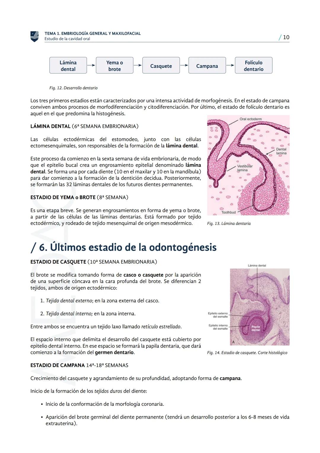 MEDAC
Instituto Oficial de Formación Profesional
ESTUDIO DE LA CAVIDAD ORAL
TÉCNICO EN HIGIENE BUCODENTAL
Embriología general y
maxilofacial