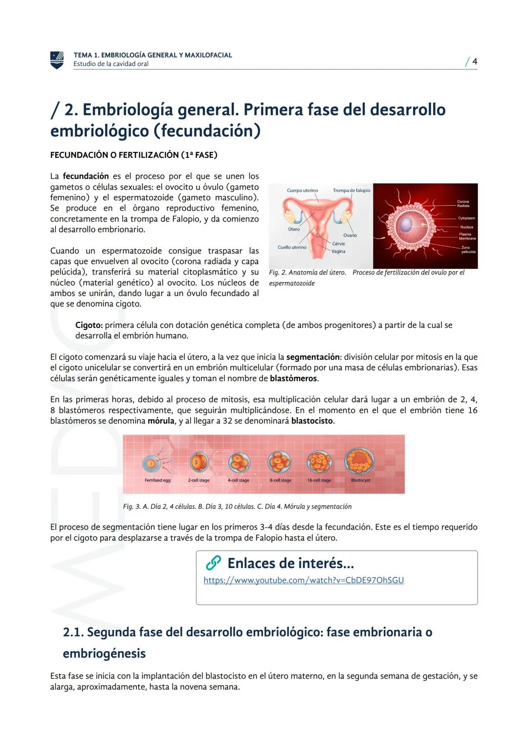 MEDAC
Instituto Oficial de Formación Profesional
ESTUDIO DE LA CAVIDAD ORAL
TÉCNICO EN HIGIENE BUCODENTAL
Embriología general y
maxilofacial