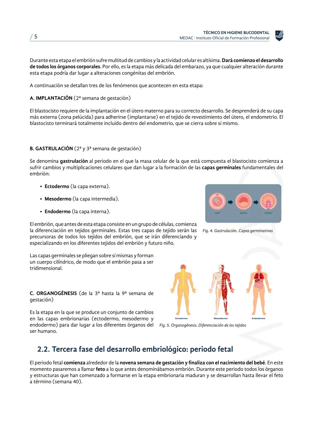 MEDAC
Instituto Oficial de Formación Profesional
ESTUDIO DE LA CAVIDAD ORAL
TÉCNICO EN HIGIENE BUCODENTAL
Embriología general y
maxilofacial