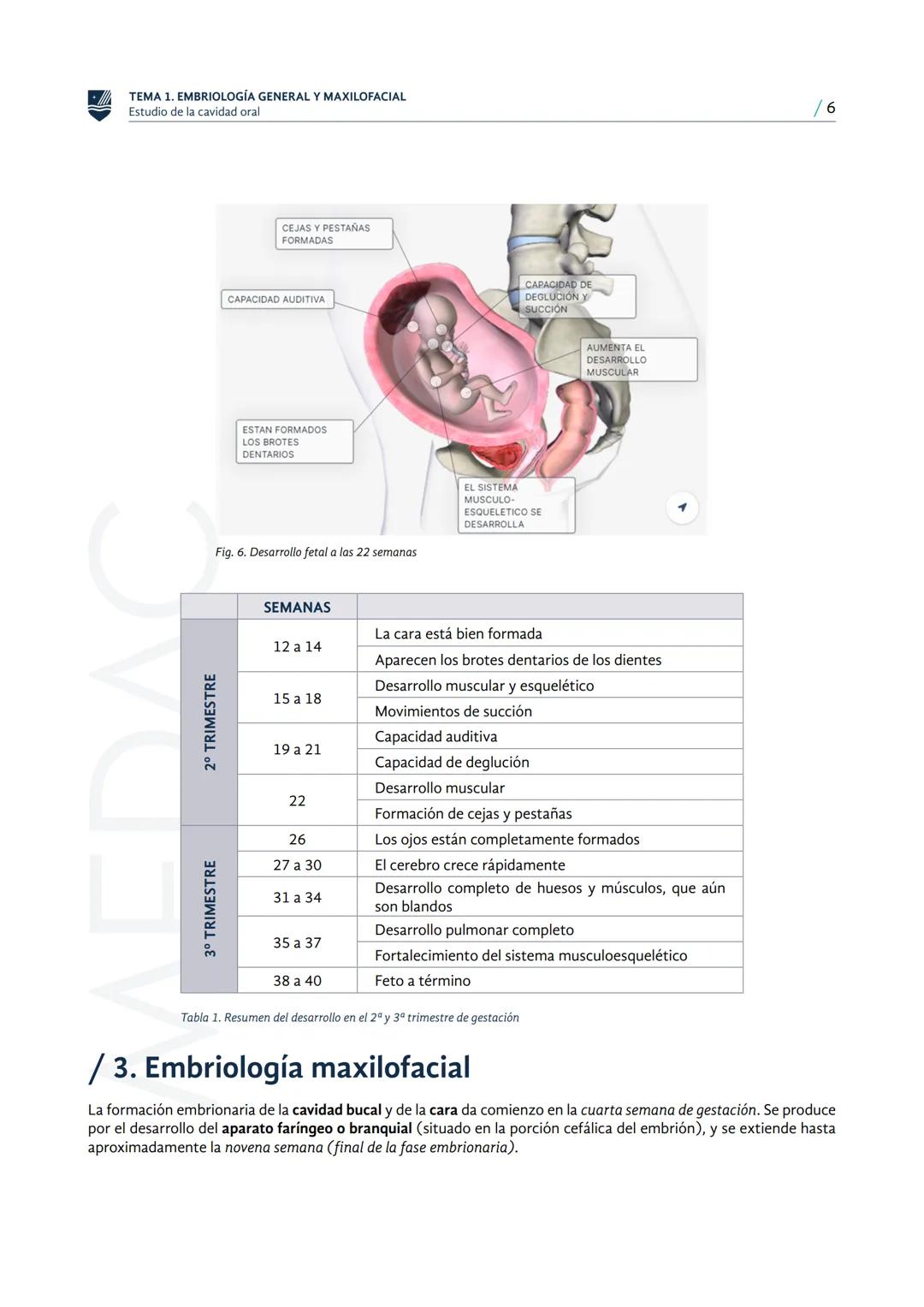 MEDAC
Instituto Oficial de Formación Profesional
ESTUDIO DE LA CAVIDAD ORAL
TÉCNICO EN HIGIENE BUCODENTAL
Embriología general y
maxilofacial