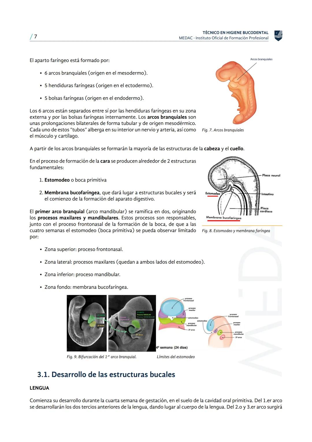 MEDAC
Instituto Oficial de Formación Profesional
ESTUDIO DE LA CAVIDAD ORAL
TÉCNICO EN HIGIENE BUCODENTAL
Embriología general y
maxilofacial
