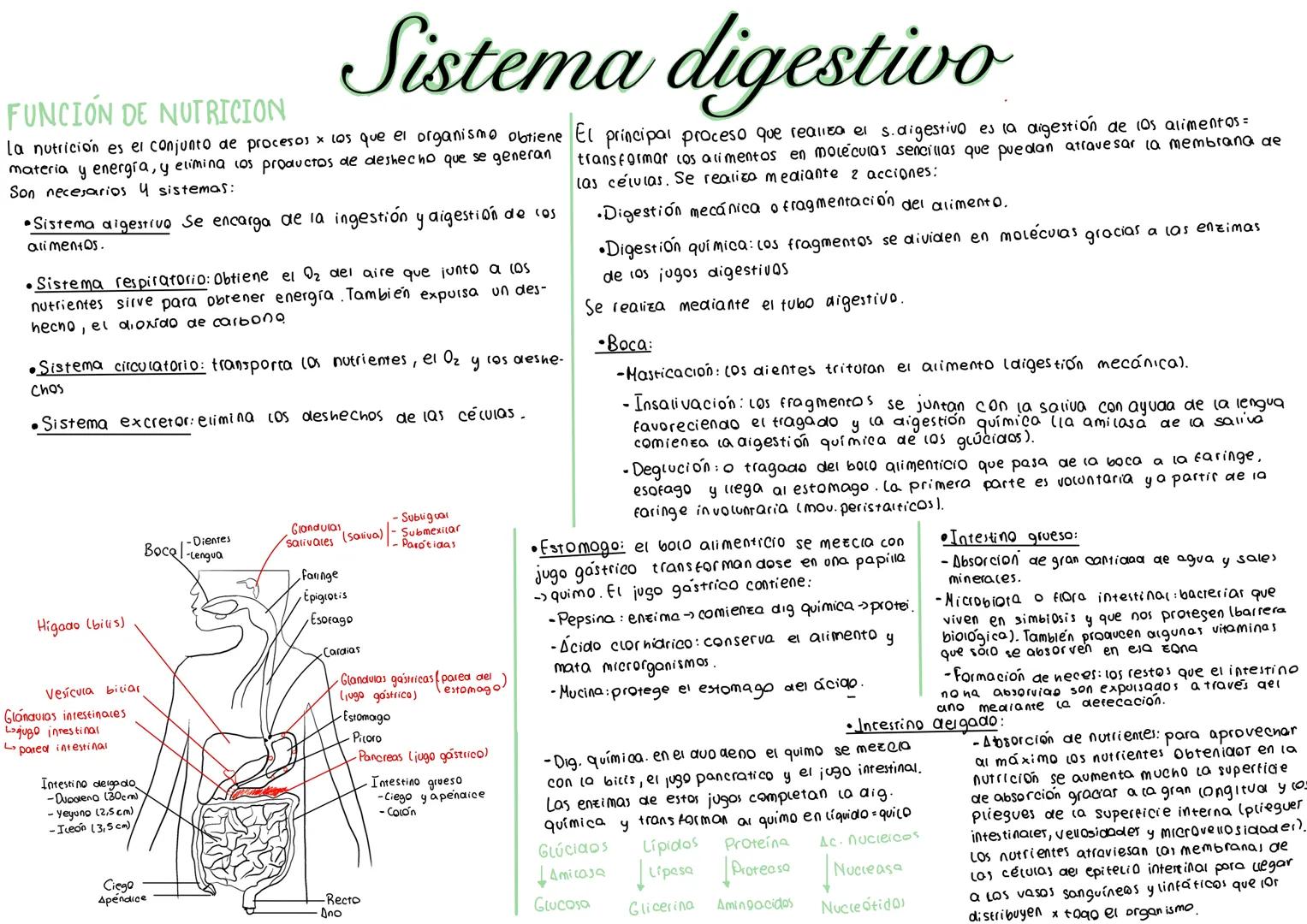 FUNCIÓN DE NUTRICION
Sistema digestivo
La nutrición es el conjunto de procesos x los que el organismo obtiene El principal proceso que reali