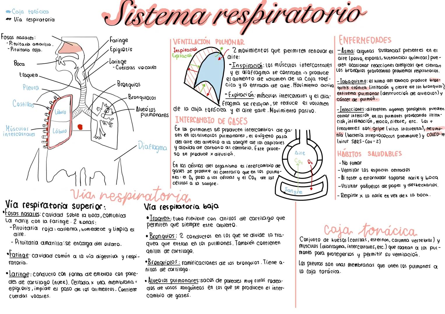 Caja torácica
Via respiratoria
Fosas nasales:
-Pituitaria amarilla.
-Pituitario roja.
Воса
traquea.
Pleura
Costillas
Lobulg
Músculos
interco