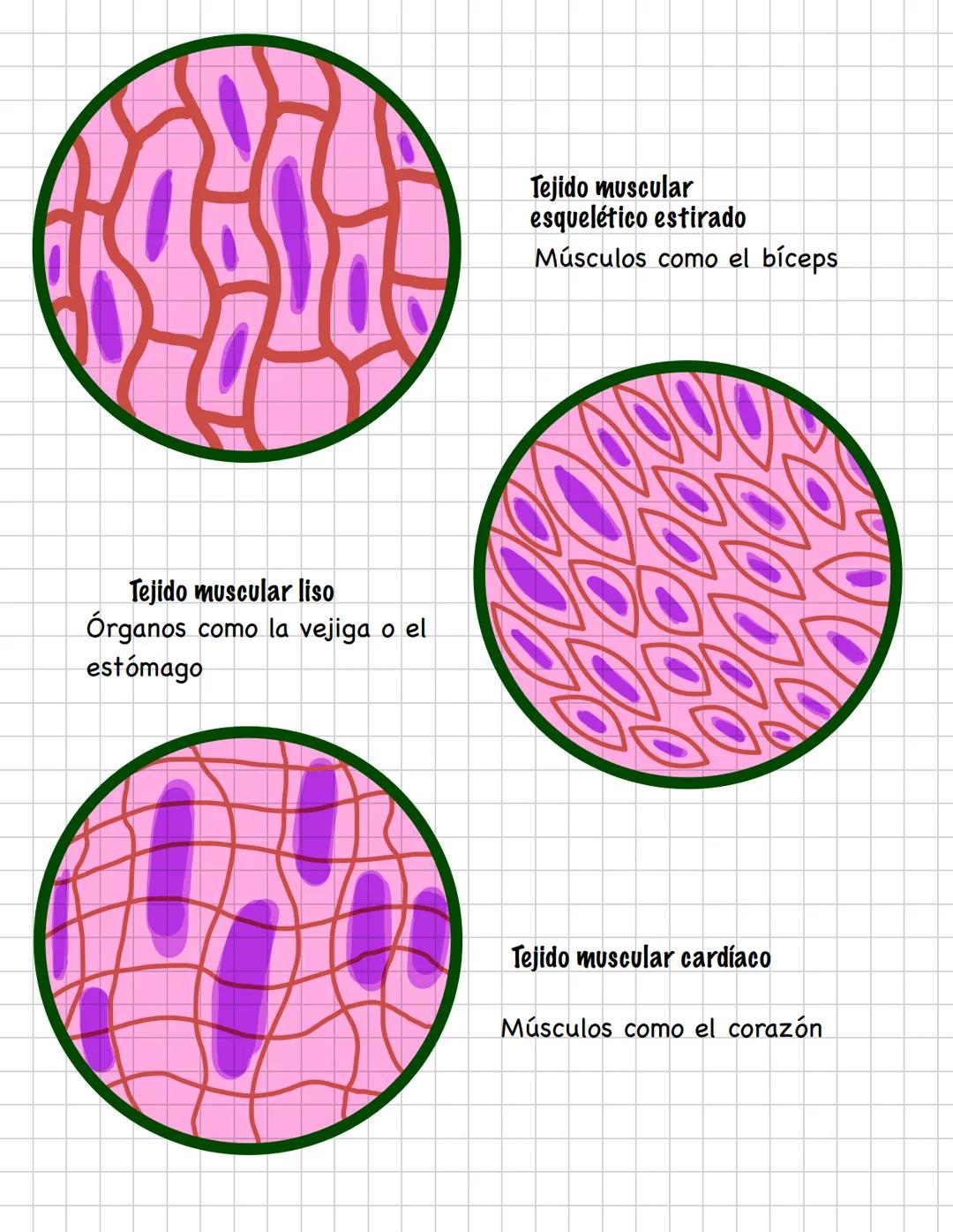 DIFERENCIACIÓN CELULAR
Es el proceso por el que las células se especializan para realizar
diferentes funciones
Tejido nervioso
TEJIDOS HUMAN