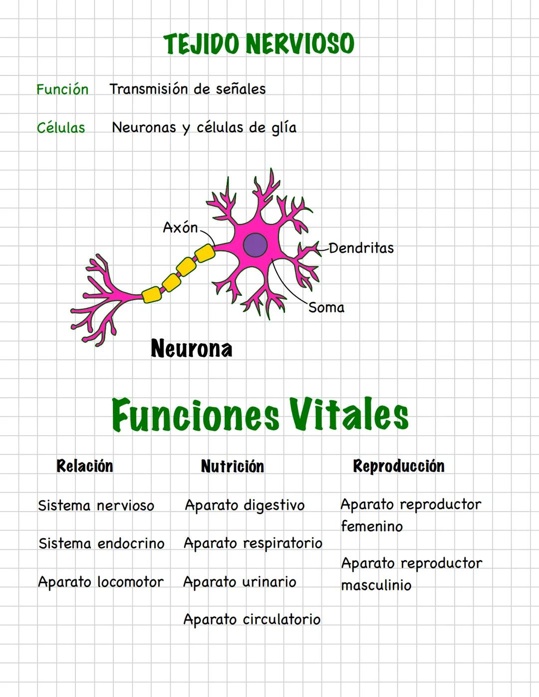 DIFERENCIACIÓN CELULAR
Es el proceso por el que las células se especializan para realizar
diferentes funciones
Tejido nervioso
TEJIDOS HUMAN