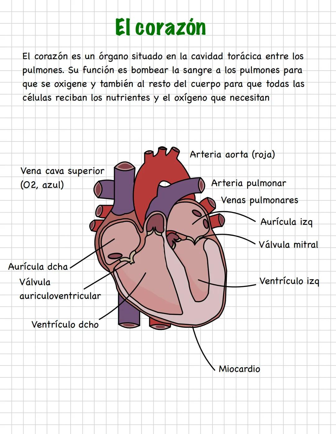 TEMA 2.2 EL APARATO CIRCULATORIO
La sangre
La sangre es un líquido viscoso de color rojo, que se encarga de
repartir oxígeno y nutrientes po