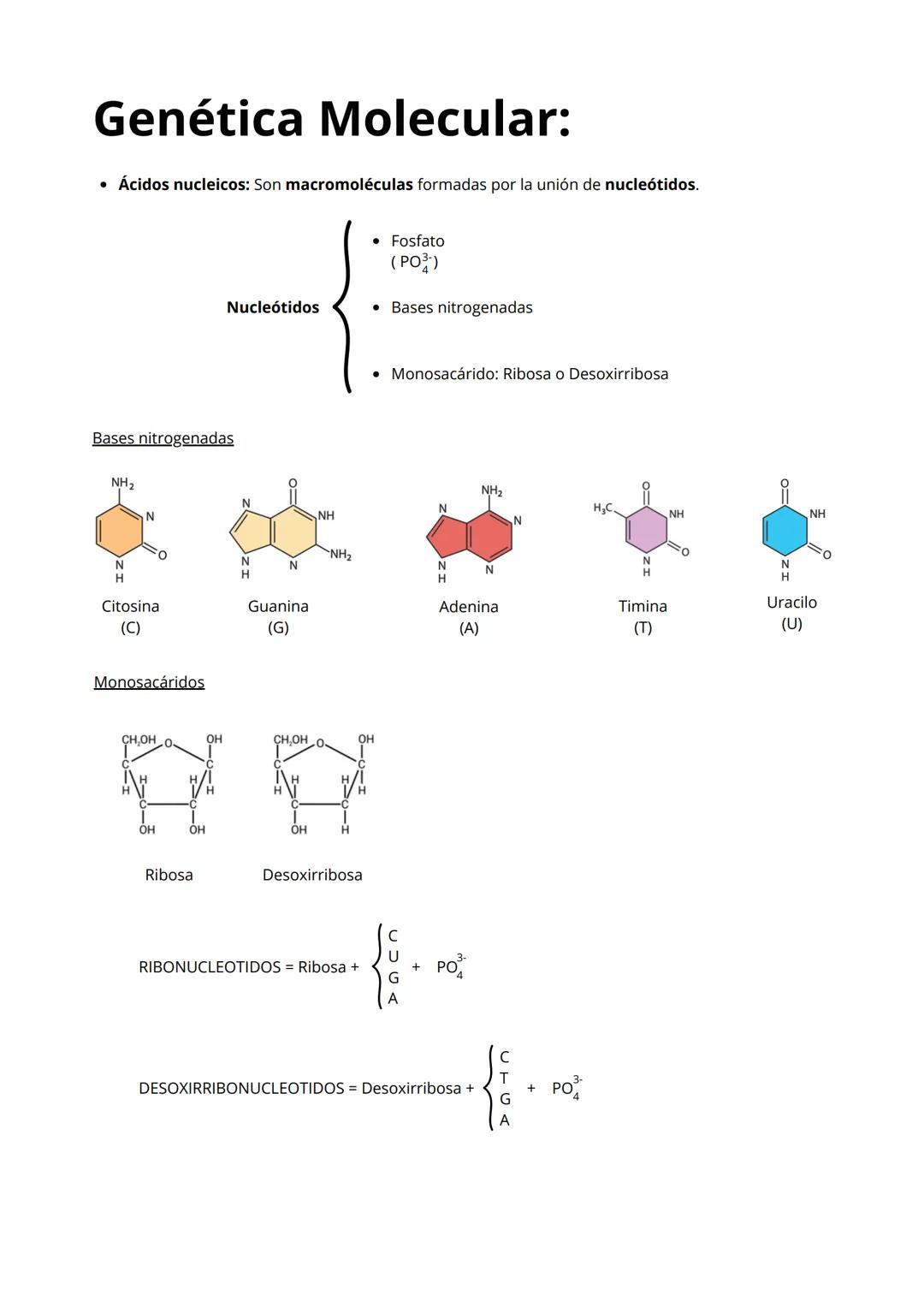 Genética Molecular:
• Ácidos nucleicos: Son macromoléculas formadas por la unión de nucleótidos.
• Fosfato
(PO¾-)
Nucleótidos
• Bases nitrog
