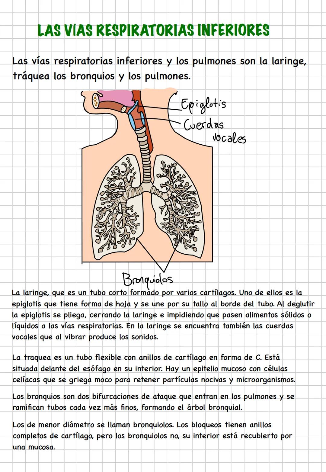 # TEMA 3. LA RESPIRACIÓN
El aparato respiratorio se encarga de tomar del aire el oxígeno
que las células necesitan para producir energía y