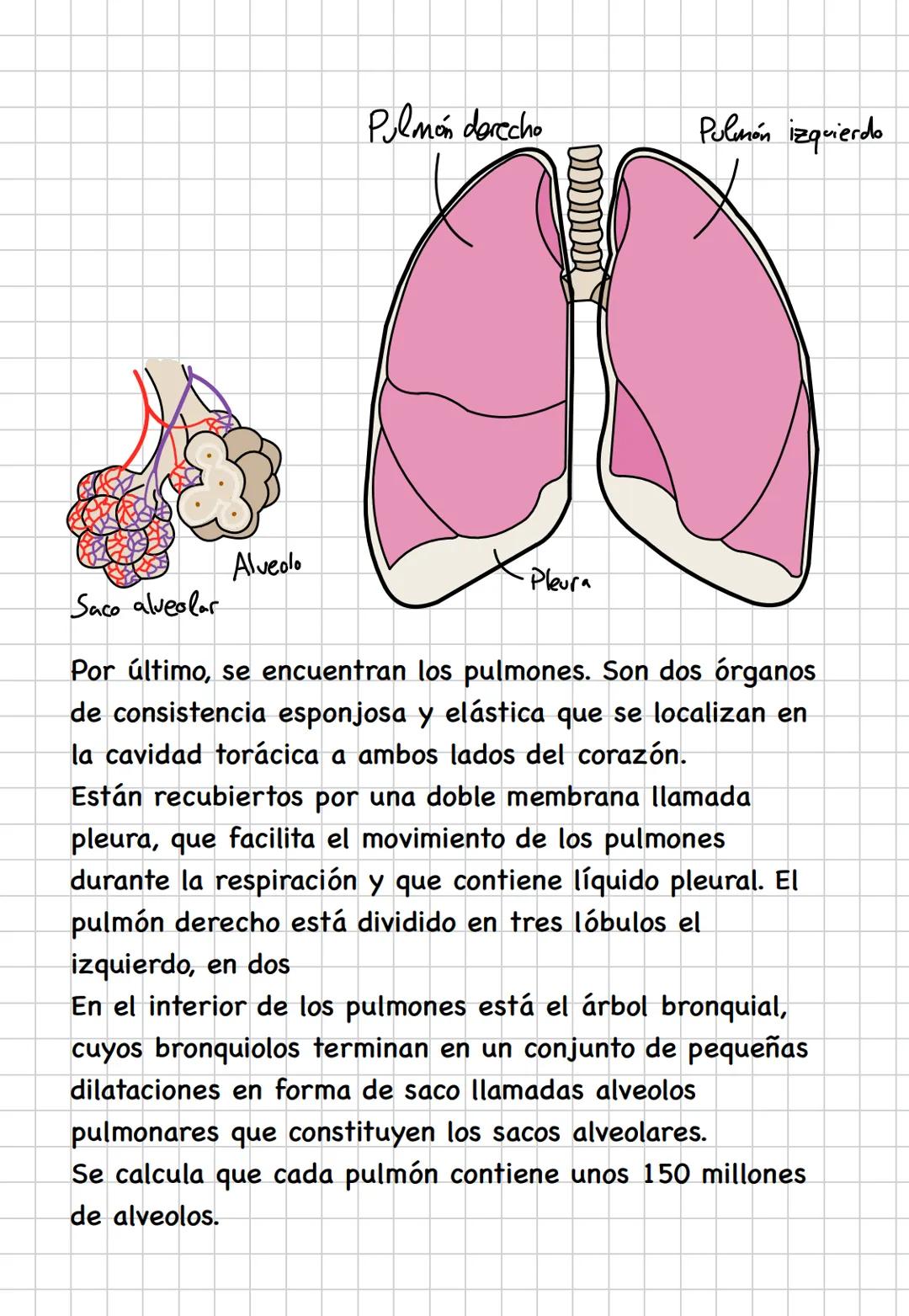 # TEMA 3. LA RESPIRACIÓN
El aparato respiratorio se encarga de tomar del aire el oxígeno
que las células necesitan para producir energía y
