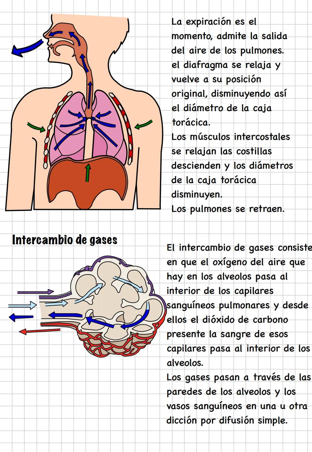 # TEMA 3. LA RESPIRACIÓN
El aparato respiratorio se encarga de tomar del aire el oxígeno
que las células necesitan para producir energía y