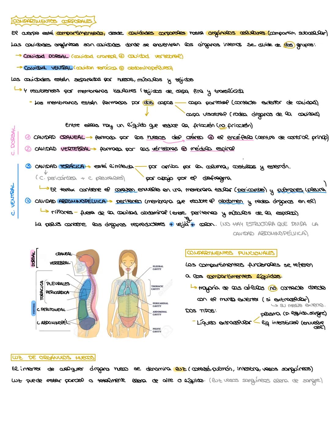 # ANATOMÍA Y FISIOLOGÍA
¿QUÉ ES LA FISIOLOGÍA?
La fisiología es el estudio del funccramento normal de un organismo vivo, incluidos proceso