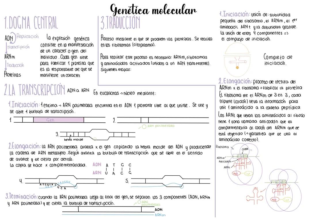 Genética molecular