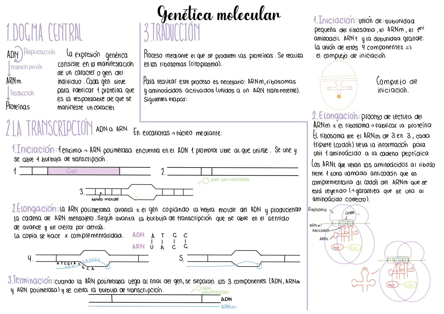1.DOGMA CENTRAL
Replicación la expresión genética
transcripción
ADN
ARNM
Traducción
Proteínas
consiste en la manifestación
de un caracter o