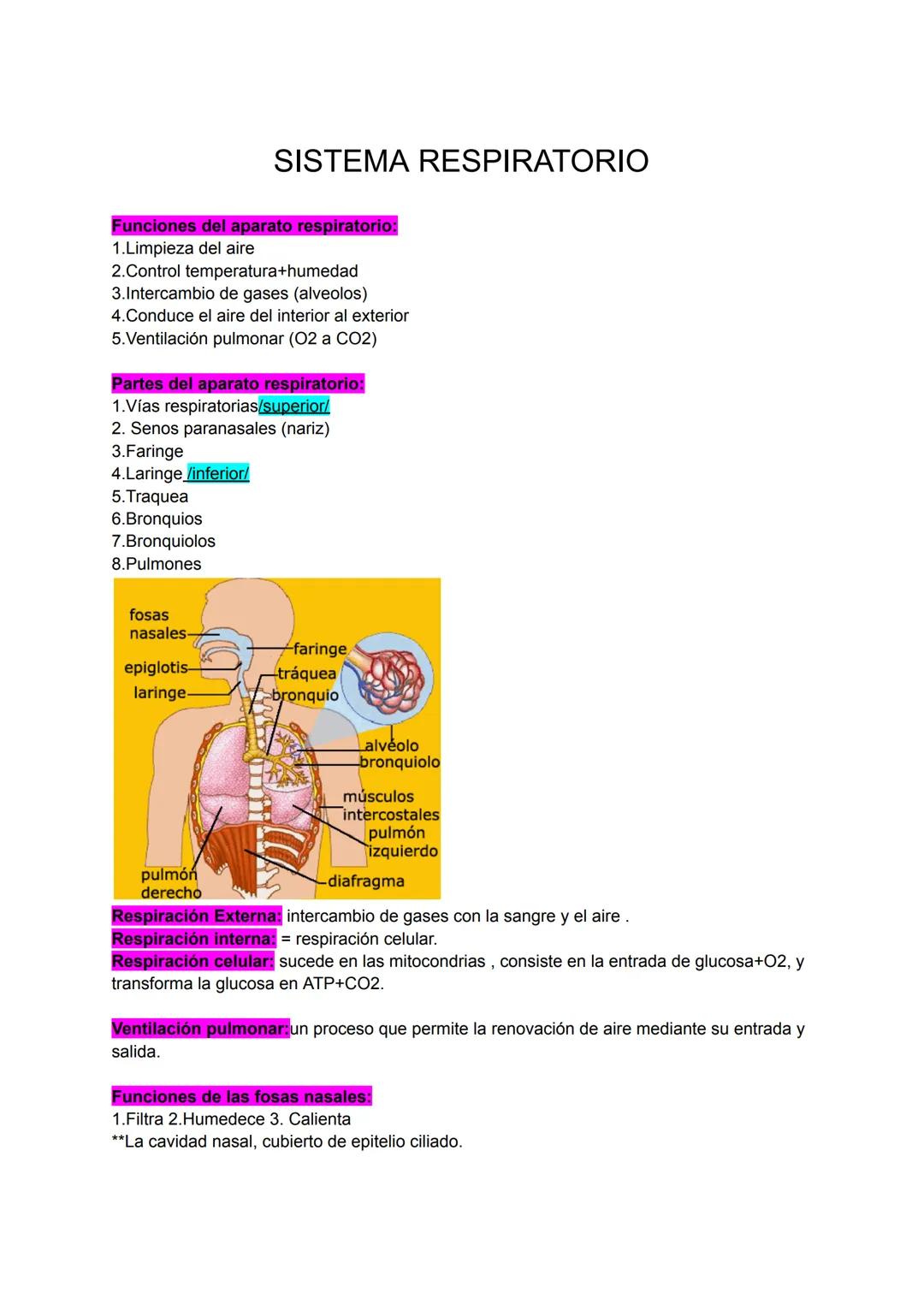 Resumen. Anatomía 1 bach