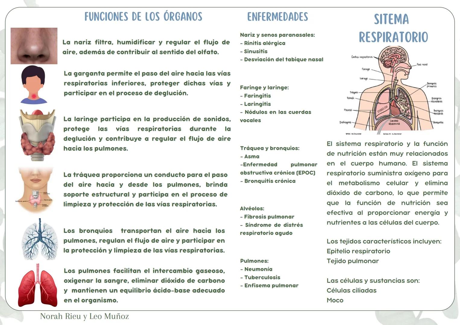 # FUNCIONES DE LOS ÓRGANOS
La nariz filtra, humidificar y regular el flujo de
aire, además de contribuir al sentido del olfato.
La gargant