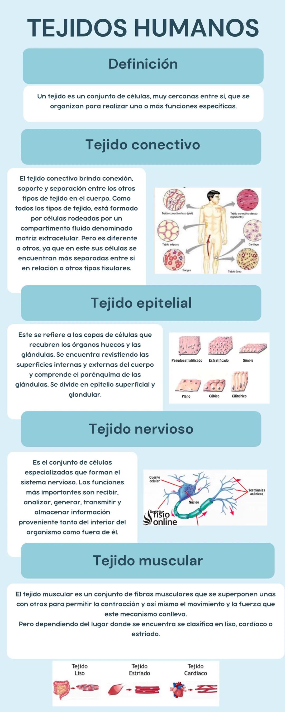 # TEJIDOS HUMANOS
## Definición
Un tejido es un conjunto de células, muy cercanas entre si, que se
organizan para realizar una o más funci