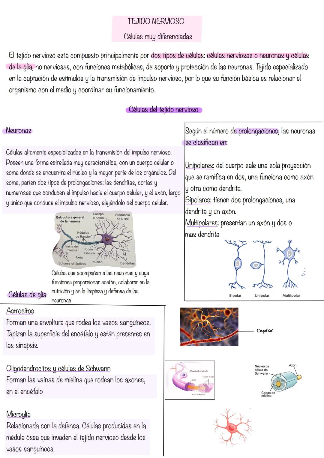 HISTOLOGÍA
Histología: estudia los tejidos
Tejidos grupo de células diferenciadas que desempeñan la misma función. Se asocian para formar ór