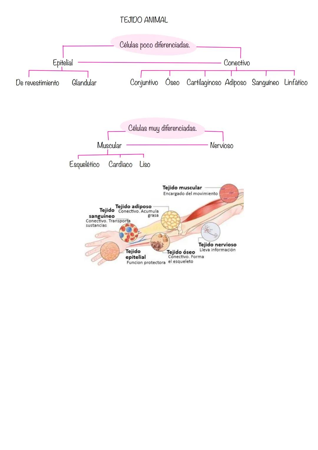 HISTOLOGÍA
Histología: estudia los tejidos
Tejidos grupo de células diferenciadas que desempeñan la misma función. Se asocian para formar ór