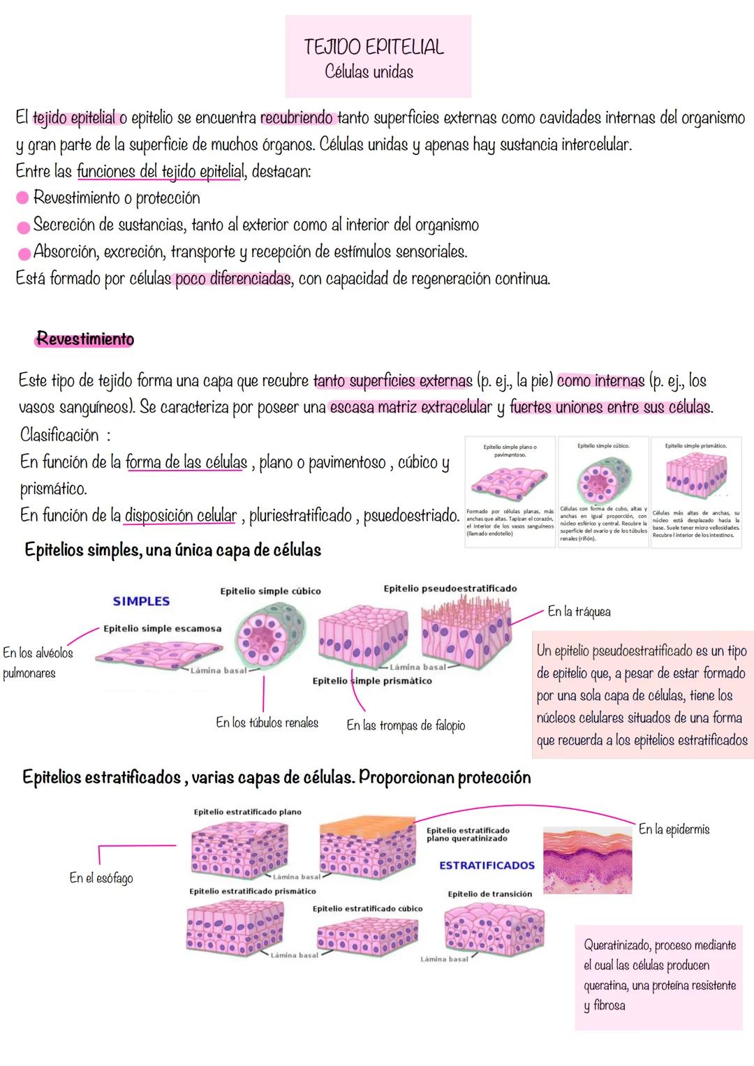 HISTOLOGÍA
Histología: estudia los tejidos
Tejidos grupo de células diferenciadas que desempeñan la misma función. Se asocian para formar ór