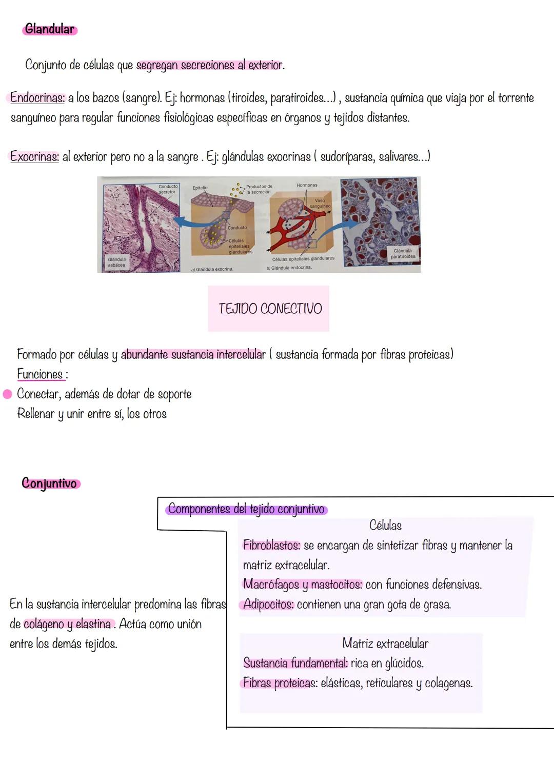 HISTOLOGÍA
Histología: estudia los tejidos
Tejidos grupo de células diferenciadas que desempeñan la misma función. Se asocian para formar ór