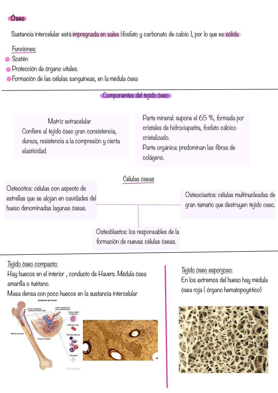HISTOLOGÍA
Histología: estudia los tejidos
Tejidos grupo de células diferenciadas que desempeñan la misma función. Se asocian para formar ór