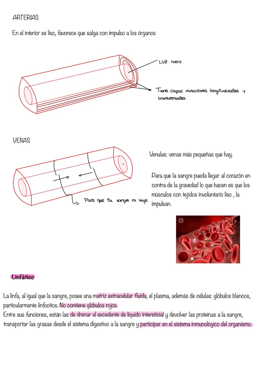 HISTOLOGÍA
Histología: estudia los tejidos
Tejidos grupo de células diferenciadas que desempeñan la misma función. Se asocian para formar ór