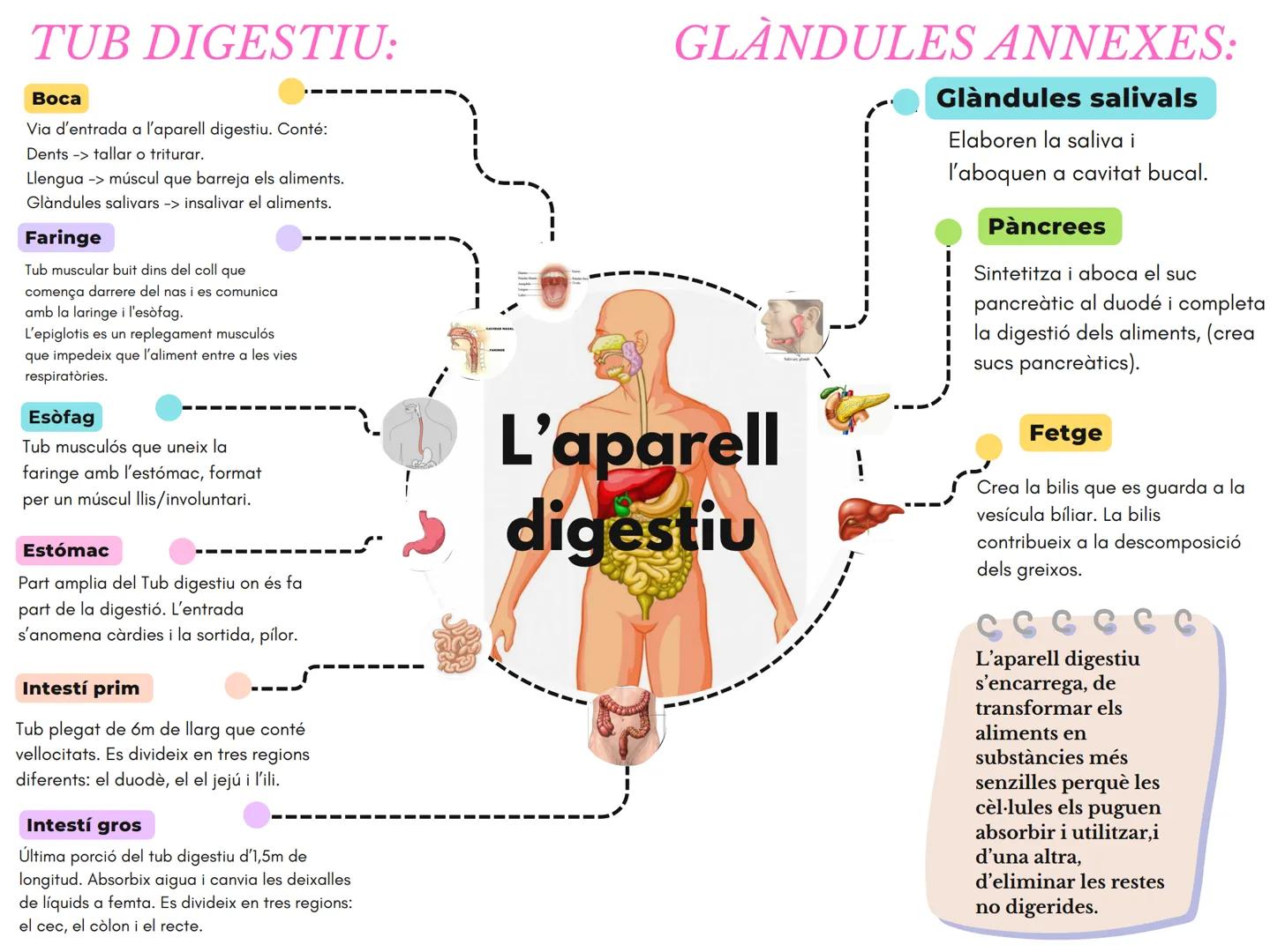 # TUB DIGESTIU:
Boca
Via d'entrada a l'aparell digestiu. Conté:
Dents -> tallar o triturar.
Llengua -> múscul que barreja els aliments.
Glàn