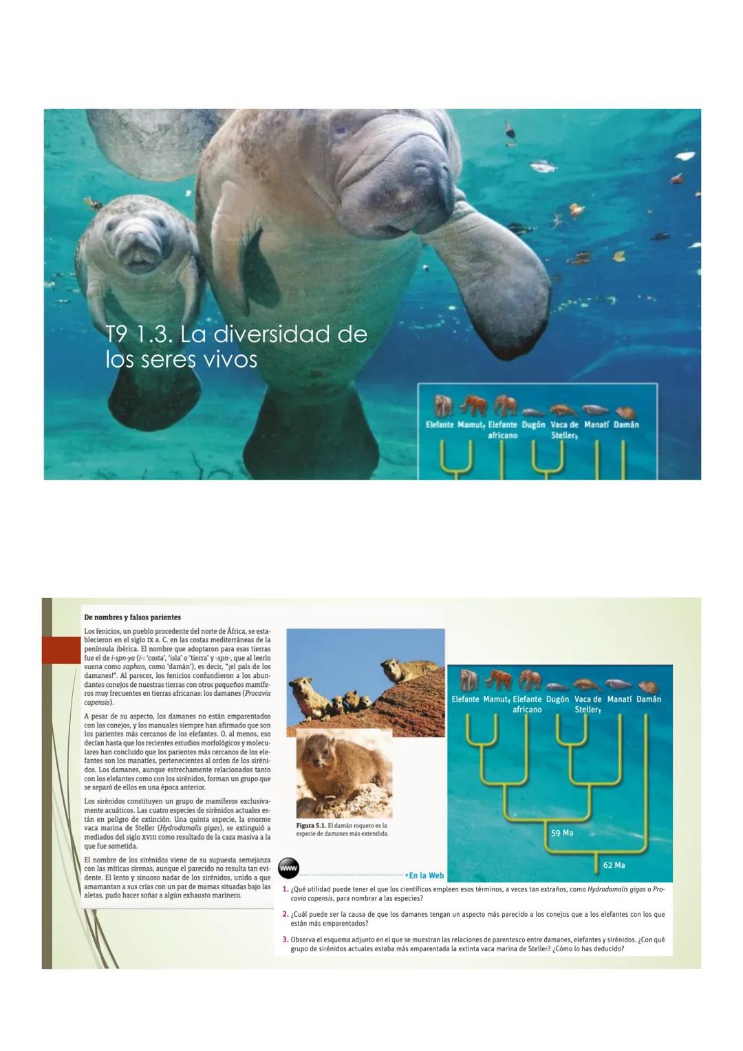 T9 1.3. La diversidad de
los seres vivos
Elefante Mamut, Elefante Dugón Vaca de Manati Daman
africano
Steller,
JTU
De nombres y falsos parie